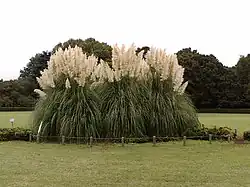 Big tufts, Jindai Botanical Garden, height 4 metres (13.1 ft) and diameter 7 metres (23 ft), more than 40 years old as of 2007