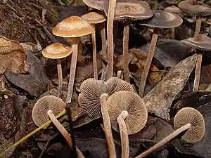 Panaeolus cinctulus