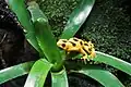 Panamanian golden frog