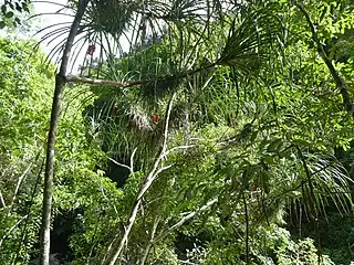 Mature trees at Crystal Cascades showing open structure