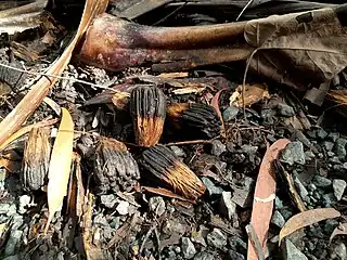 Old phalanges from the previous fruiting season. Cairns, March 2023