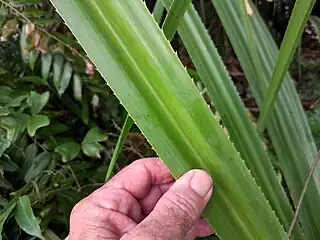 Close up of leaf