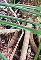 Detail of the small stilt-roots of Pandanus balfouri.