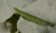 Larva