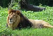 Asiatic lion