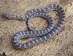 Great Plains ratsnake (Pantherophis emoryi)