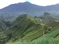 Panyaweuyan Rice field in Argapura