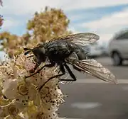 Panzeria sp. on meadowsweet