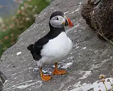 Puffin (Fratercula arctica) at Handa Island