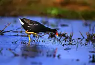 Hawaiian gallinule (Gallinula galeata sandvicensis)