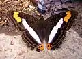 Adelpha syma