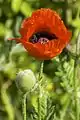 Persian poppy (Papaver bracteatum)