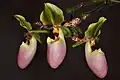 Flowers of Paphiopedilum glaucophyllum