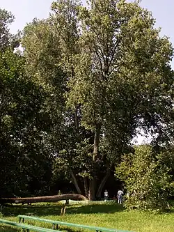 Linden tree in Papilė