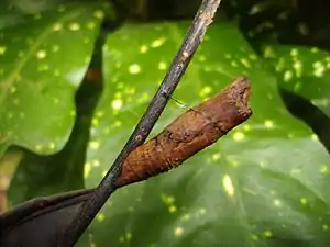 Pupa