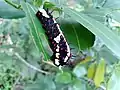 Papilio clytia_larva from Kerala