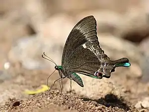 Ventral view