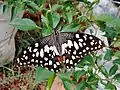 Papilio demoleus- at Kasaragod, Kerala, India