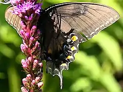 Female dark morph underside