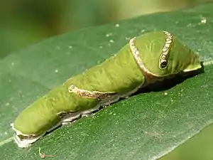 Common Mormon (instar)