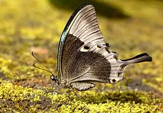 Imago (lateral view)