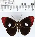 P. t. boulleti, male, dorsal view