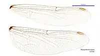 Female wings