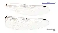 Male wings