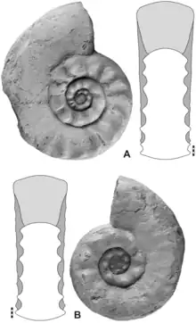 Paratirolites, an ammonoid from the latest Permian (Changhsingian)