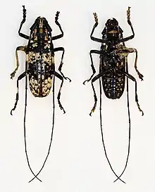 two Lockhartia imbricata, the one on the left is black with white spots, and the one on the right is black with orange spots