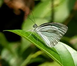 Ventral view (male)