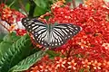 Pareronia hippia  on Clerodendrum