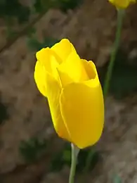 Native Parish's poppy (Eschscholzia parishii) flowering in the preserve