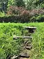 The underground spring which feeds the ponds in Arcadia Park, in 2021.