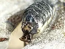 Close up of the hardened sphragis extruding 2 to 3 mm behind the abdomen of Parnassius