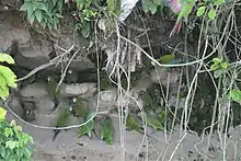 Several dusky conures resting alongside macaws and amazons in a clay lick and Ecuador