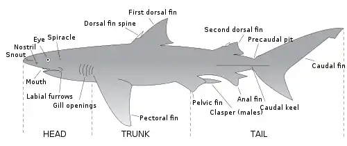 Image 23The major features of sharks (from Shark anatomy)