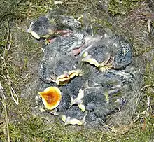  nest with seven chicks. These are covered with grey down, and have bright yellow gapes