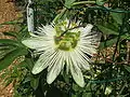 'Constance Elliot', a white flower form