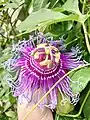 Passiflora 'Incense', a hybrid of the Brazilian species P. cincinnata and the American species P. incarnata.