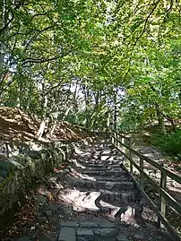 Path in Judy Woods