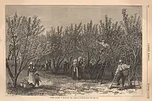 Image 25Picking Peaches in Delaware, an illustration in an 1878 issue of Harper's Weekly (from Delaware)