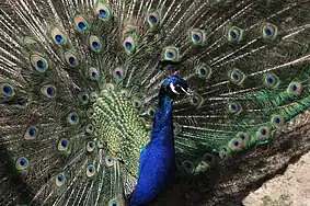 Peacock