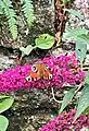 Peacock butterfly in a garden at Sharptor