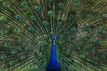 Image 56The blue peafowl (Pavo cristatus), a large and brightly coloured bird, is a species of peafowl native to the Indian subcontinent, but introduced in many other parts of the world. The photo shows a peacock displaying its train at Bangabandhu Sheikh Mujib Safari Park.Photo Credit: Azim Khan Ronnie