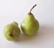 Packham's Triumph pear, or just Packham's pear