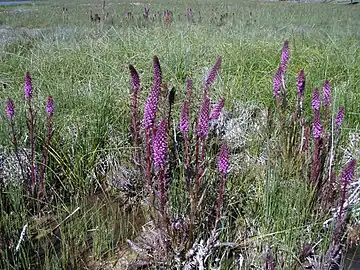 Colony along Firehole River, Yellowstone National Park