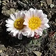 Nearly white flower form