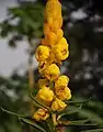 Peetambar (S. alata) flower found in Kasta (Mitauli) of Kheri District