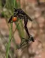 Mating pair; female with wasp prey